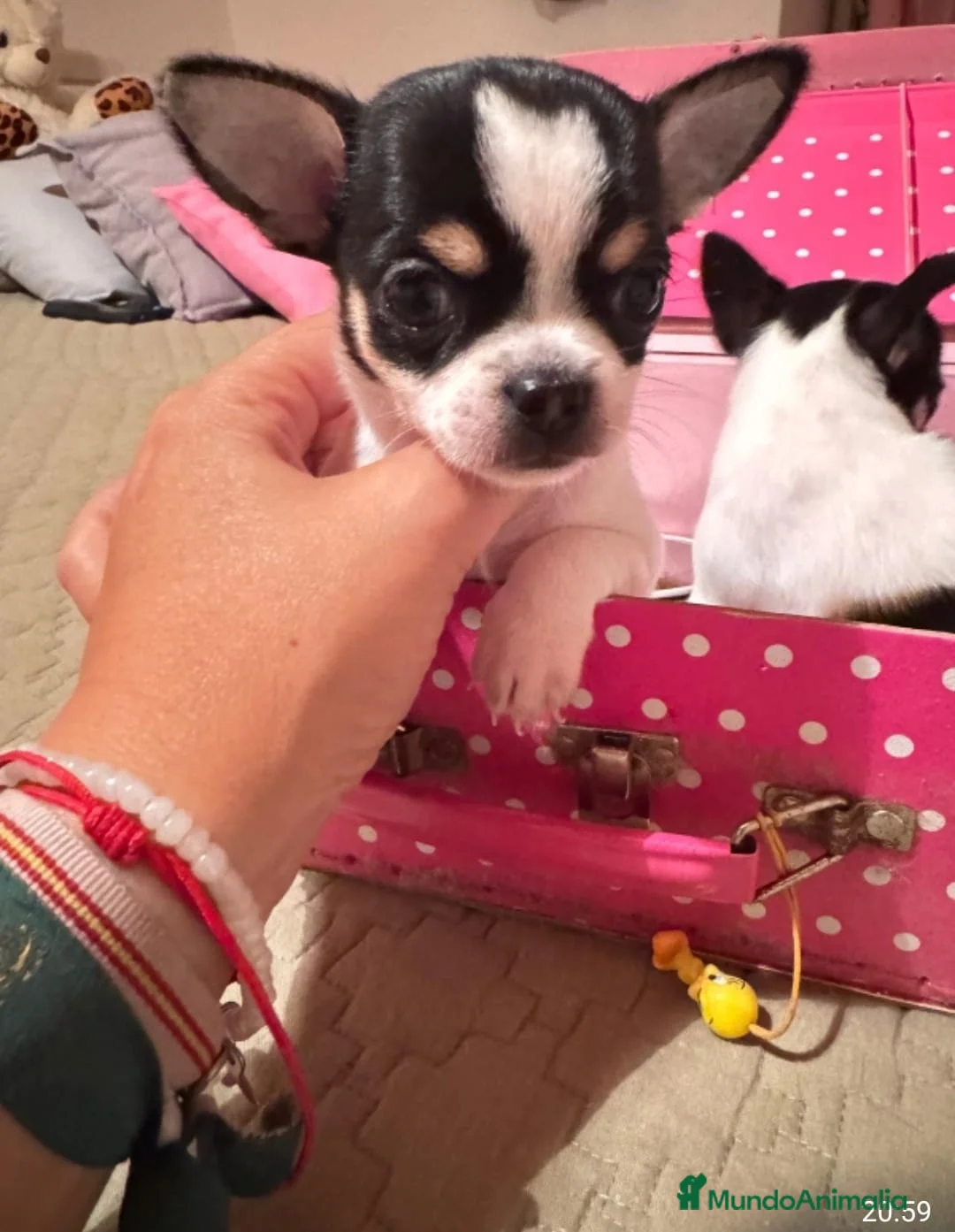 Chihuahua perros en venta: IMPRESIONANTES CHIHUAHUAS MINI TOYS - Anuncio 1