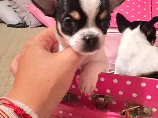 Chihuahua perros IMPRESIONANTES CHIHUAHUAS MINI TOYS - Anuncio 13