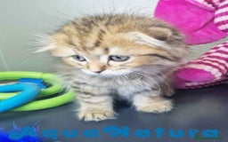 Scottish Fold gatos en venta: Scottish Fold Macho 7906 AQUANATURA - Imagen 3