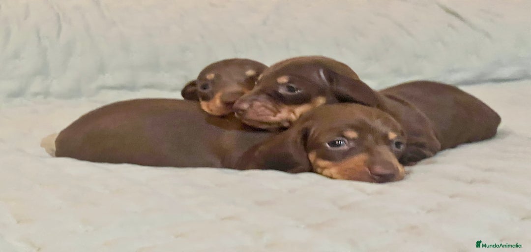 Imagen de galería {{count}}