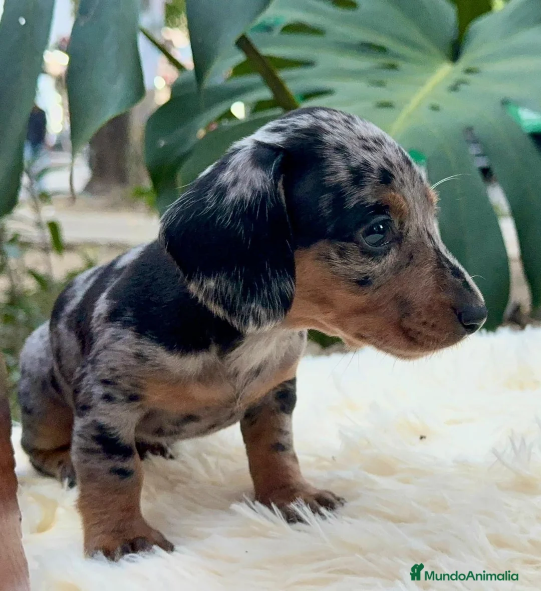 Teckel Miniatura perros en venta: teckel mini TODA ESPAÑA - Anuncio 3