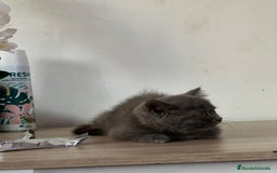 Británico de Pelo Largo gatos en venta: Pelo largo , british  - Anuncio 4