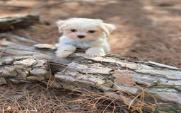 Bichón Maltés perros en venta: Bichon maltés excelentes cachorros  - Imagen 9