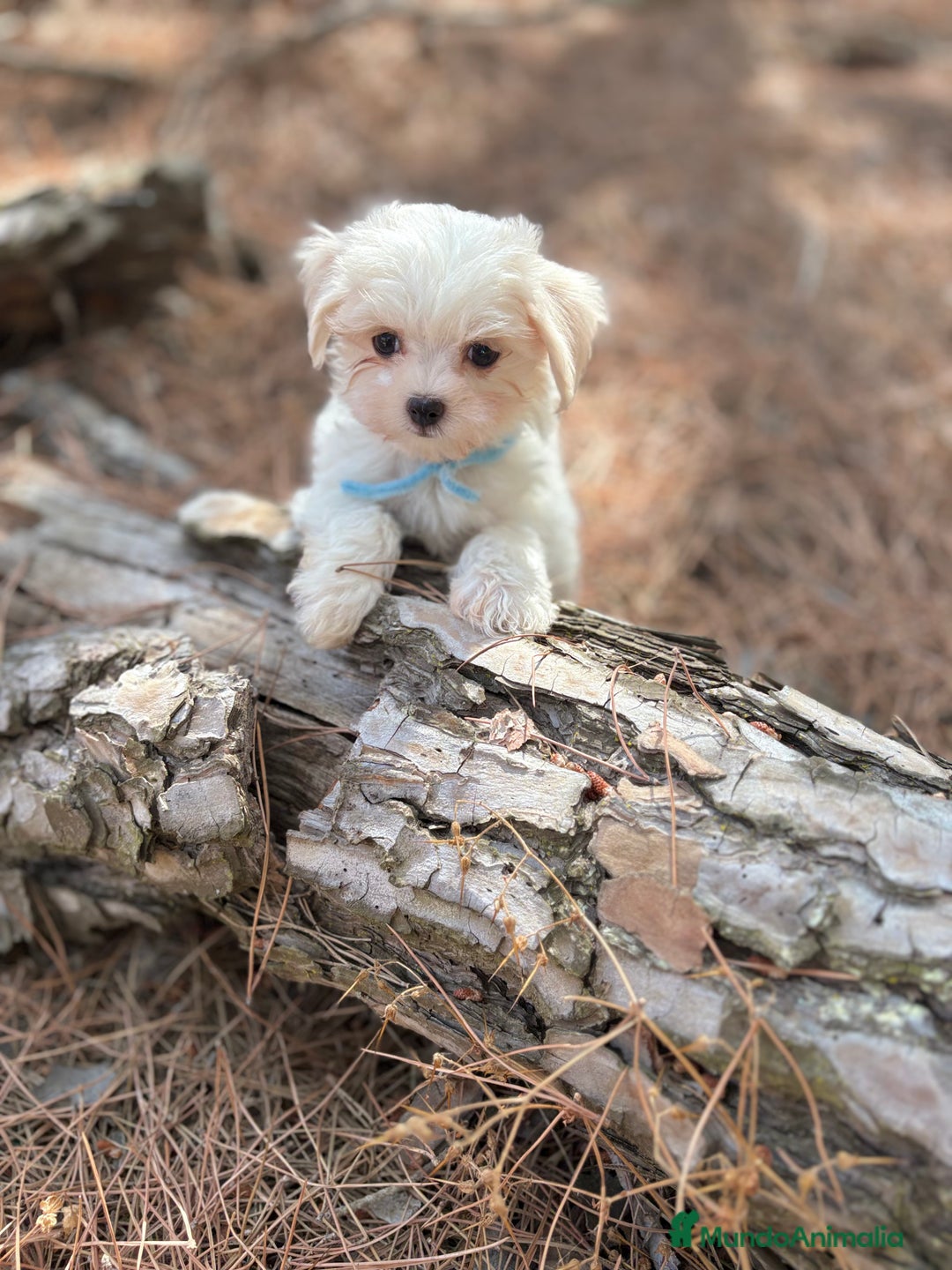Bichón Maltés perros en venta: Bichon maltés excelentes cachorros  - Imagen 9