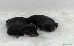 Teckel Miniatura perros en venta: TECKEL MINI - Imagen 2