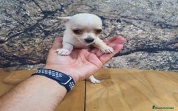 Chihuahua perros en venta: Chihuahua mini - Imagen 2