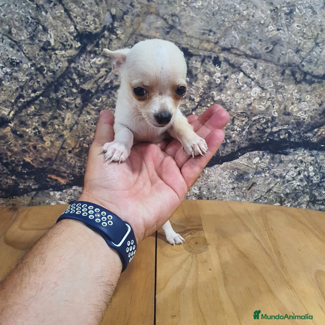 Chihuahua perros en venta: Chihuahua mini - Imagen 2