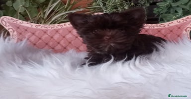 Yorkshire Terrier perros Cachorros Yorkshire chocolate Micro/Toy - Anuncio 3