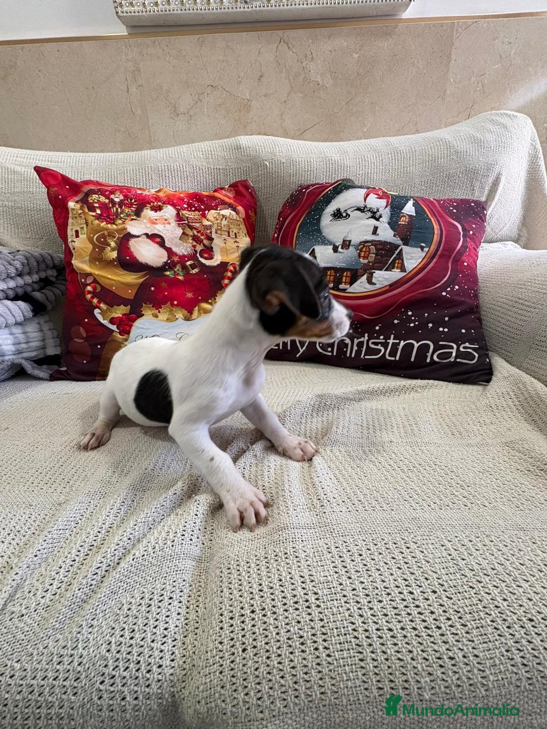 Jack Russell Terrier perros en venta: Jack Russell  - Anuncio 12