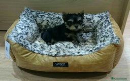 Yorkshire Terrier perros en venta: Yorkshire - Imagen 3