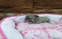 Chihuahua perros en venta: Chihuahua toy - Imagen 4