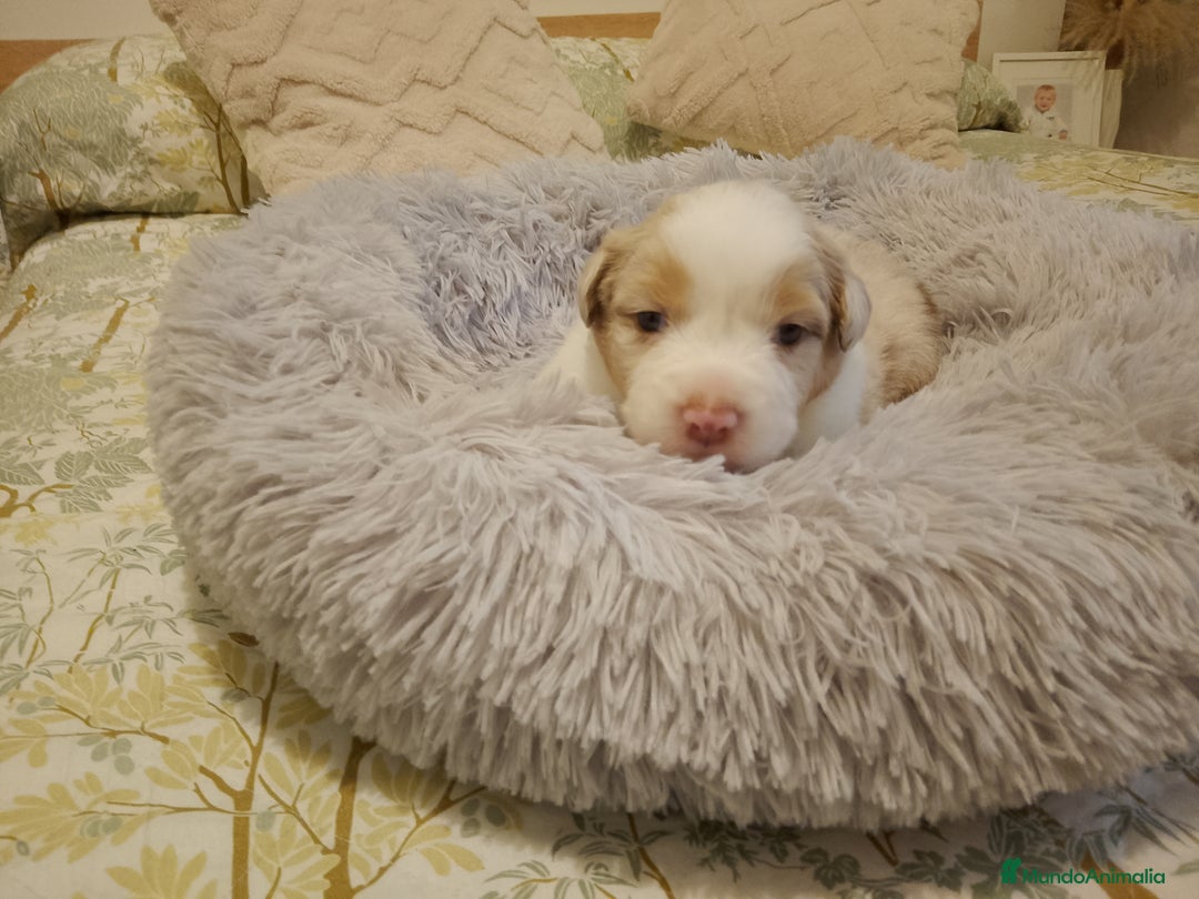 Pastor Australiano perros en venta: Espectacular camada de pastor Australiano. - Imagen 10