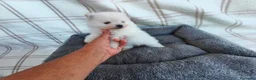 Pomerania perros en venta: POMERANIAS MACHITOS CHIQUITINES  - Anuncio 8