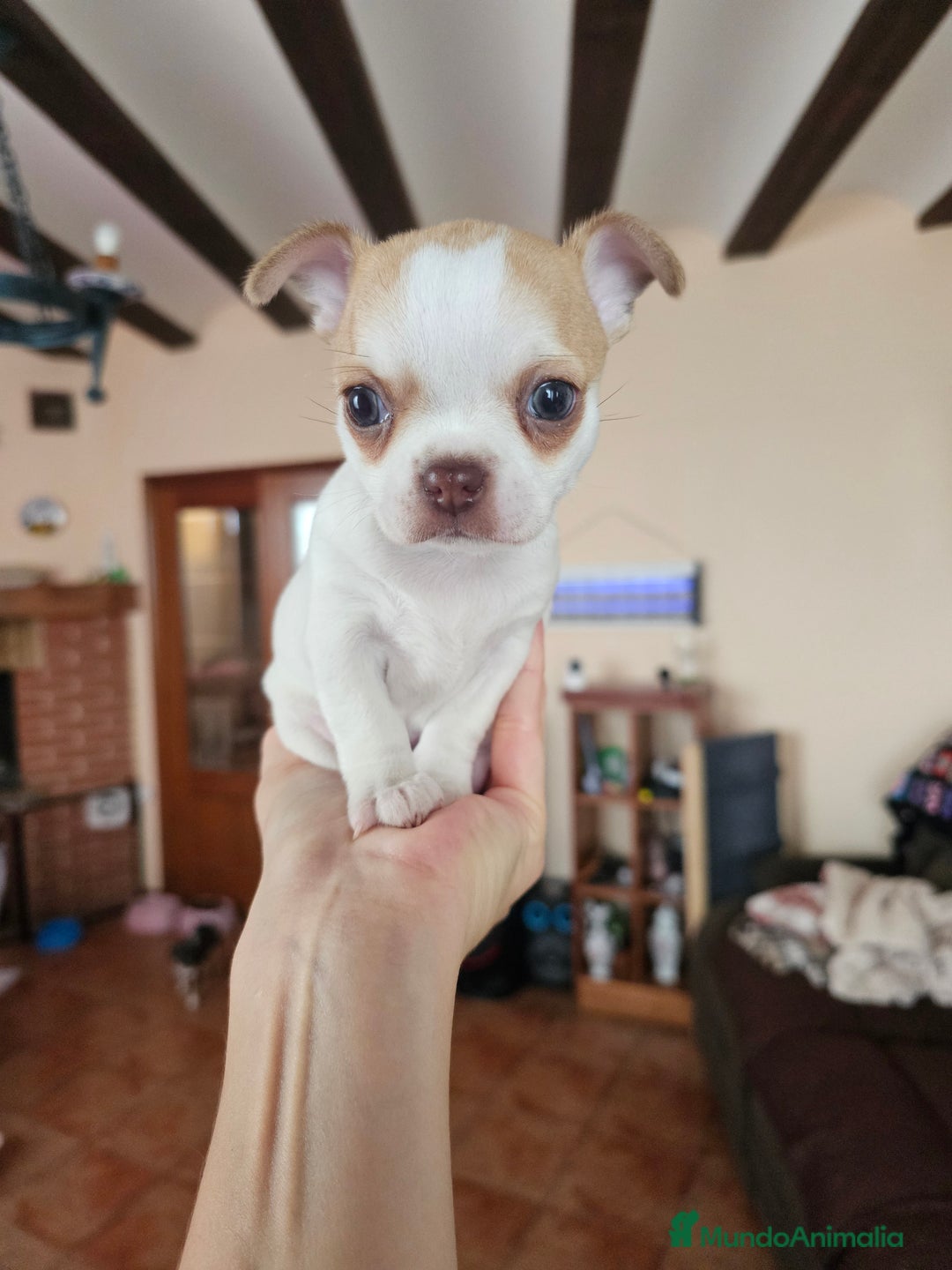 Chihuahua perros en venta: Chihuahua miniatura  - Anuncio 2