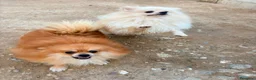 Pomerania perros en venta: Pomerania toy  - Anuncio 7