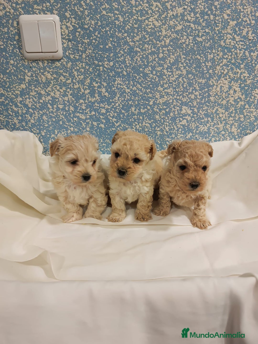 Caniche Toy perros en venta: Últimas dos caniche toy disponibles!  - Anuncio 1