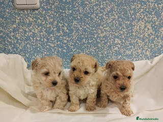 Caniche Toy perros Últimas dos caniche toy disponibles! - Anuncio 3