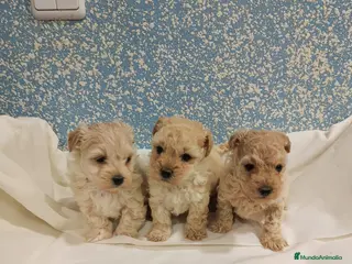 Caniche Toy perros Últimas dos caniche toy disponibles! - Anuncio 13