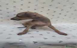 Pequeño Lebrel Italiano perros en venta: Pequeño lebrel Italiano Piccolo  - Imagen 1