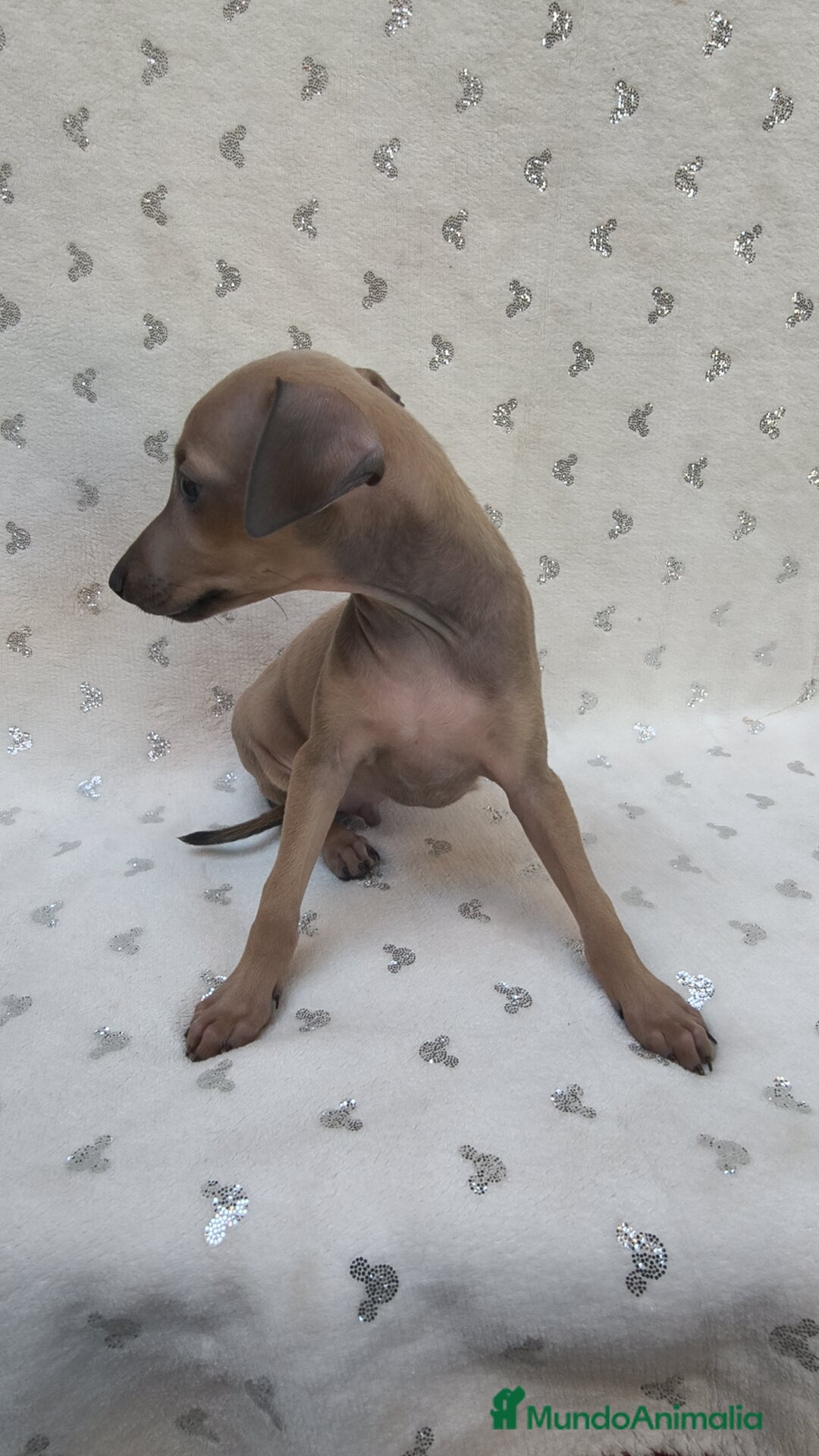 Pequeño Lebrel Italiano perros en venta: Pequeño lebrel Italiano Piccolo  - Imagen 1