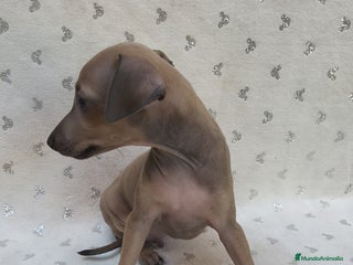 Pequeño Lebrel Italiano perros - Anuncio 9