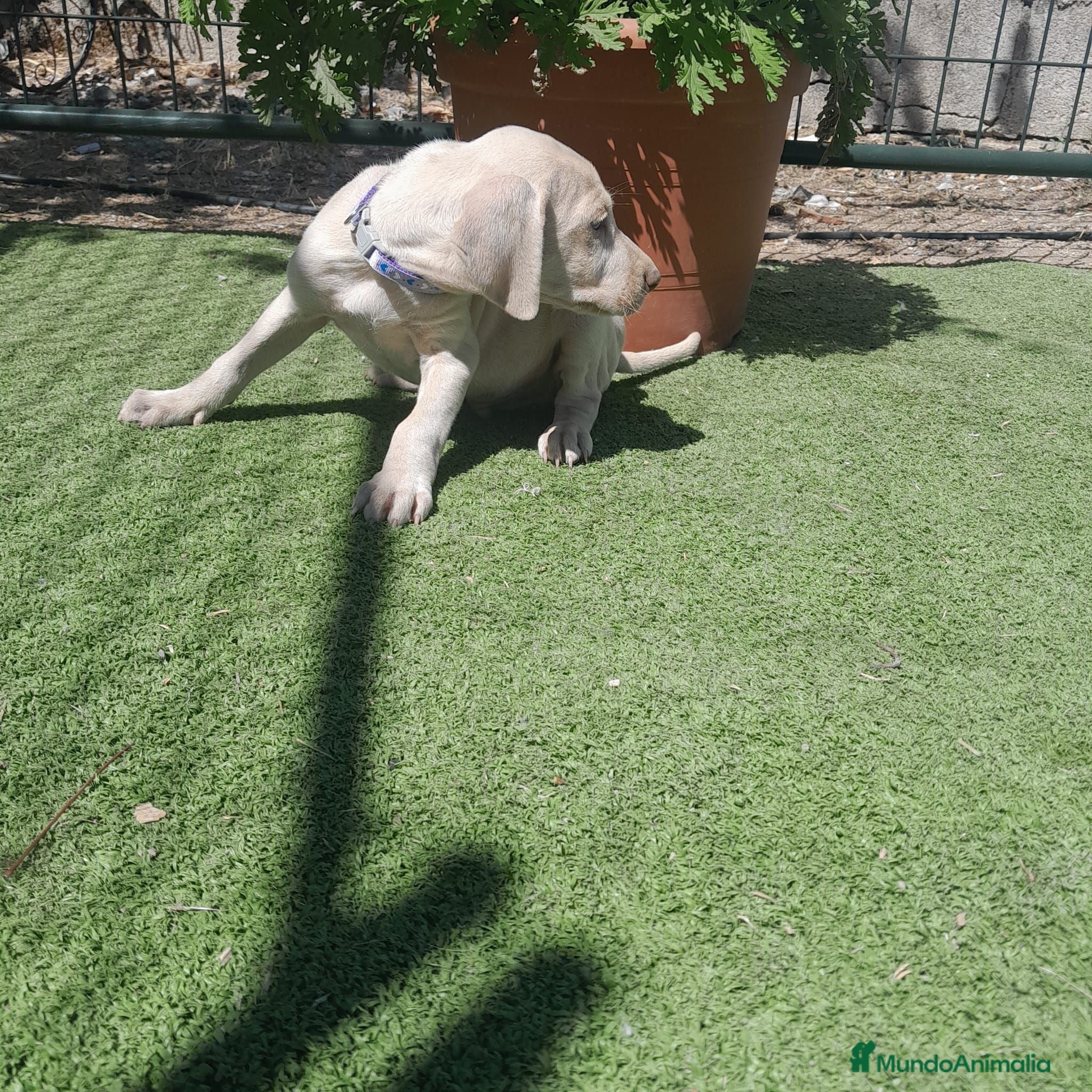 Weimaraner perros BRACO DE WEIMAR - Anuncio 1