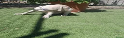 Weimaraner perros en venta: BRACO DE WEIMAR - Anuncio 1
