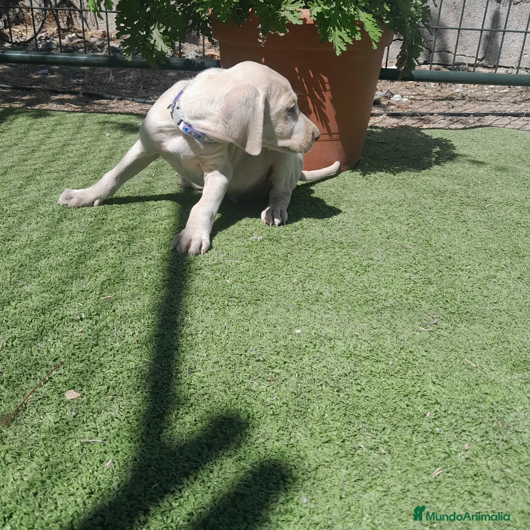 Weimaraner perros en venta: BRACO DE WEIMAR - Anuncio 1