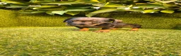 Teckel Miniatura perros en venta: camada teckel miniatura  pelo basto corto    - Anuncio 21