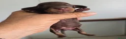 Teckel Miniatura perros en venta: Teckel chocolate macho🩵🐾 - Anuncio 2