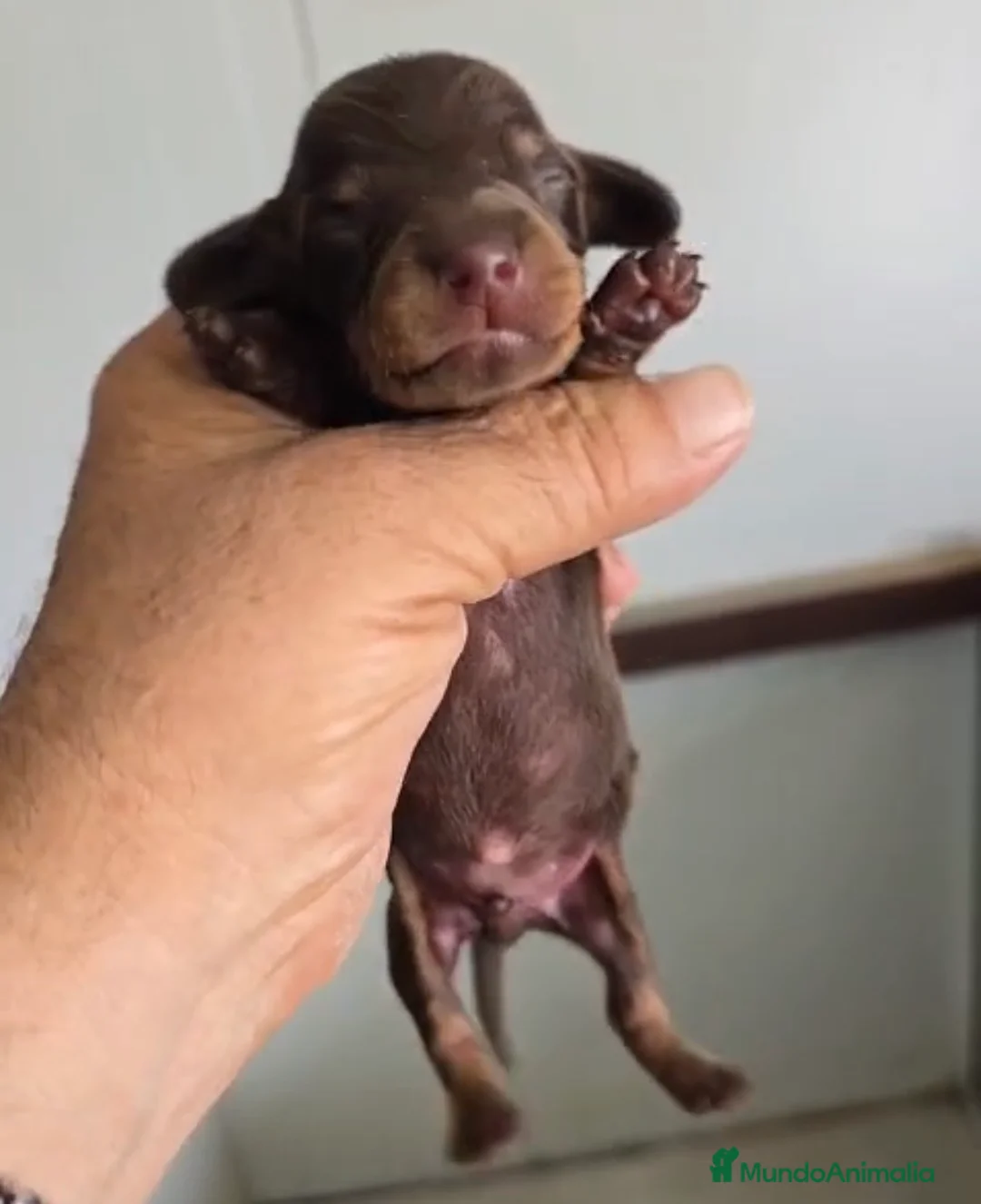 Teckel Miniatura perros en venta: Teckel chocolate macho🩵🐾 - Anuncio 2