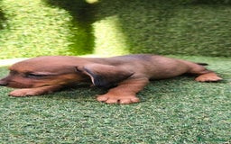 Teckel Miniatura perros en venta: camada teckel mini  - Imagen 6