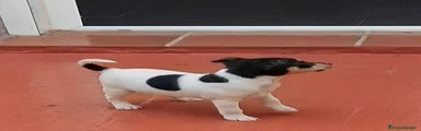 Ratonero Bodeguero Andaluz 1