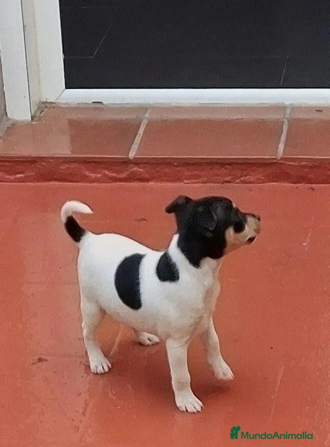 Ratonero Bodeguero Andaluz perros en venta: Bodeguero andaluz - Anuncio 2
