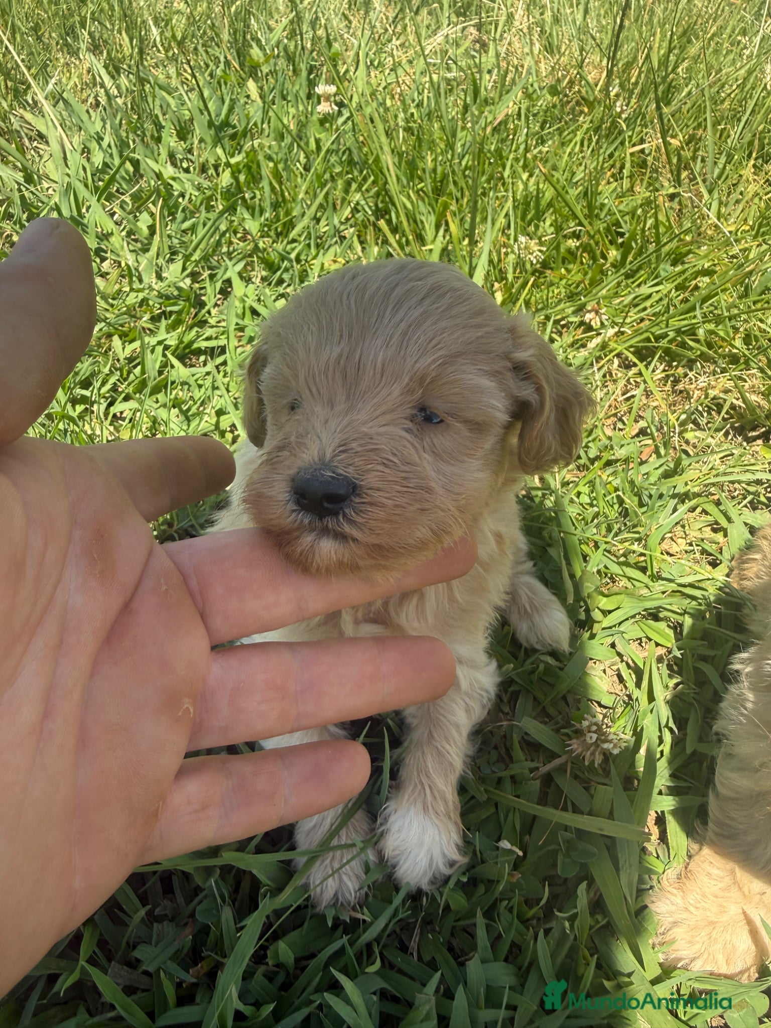 Maltipoo perros en venta: Maltipoo - Anuncio 2