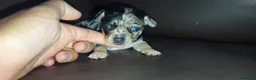 Chihuahua perros en venta: Chihuahuas toy - Anuncio 3
