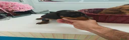 Teckel Miniatura perros en venta: Teckel miniatura  - Anuncio 4