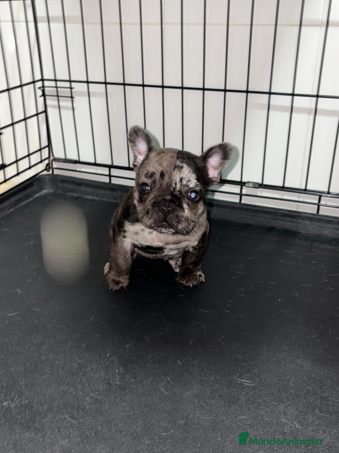 Bulldog Francés perros en venta: Cachorra bulldog francés merle - Anuncio 8