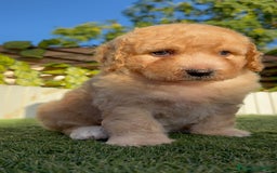 Perro de Agua Español perros en venta: PERRO DE AGUA ESPAÑOL  - Imagen 9
