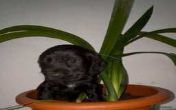 Cocker Spaniel Inglés perros en venta: Cocker Spaniel ingles  - Anuncio 5