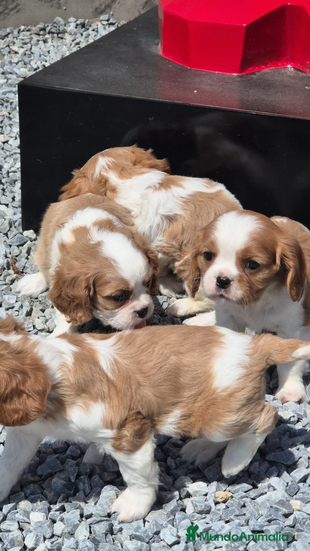 Cavalier King Charles Spaniel perros en venta: Cavalier King Charles  en Girona - Anuncio 1