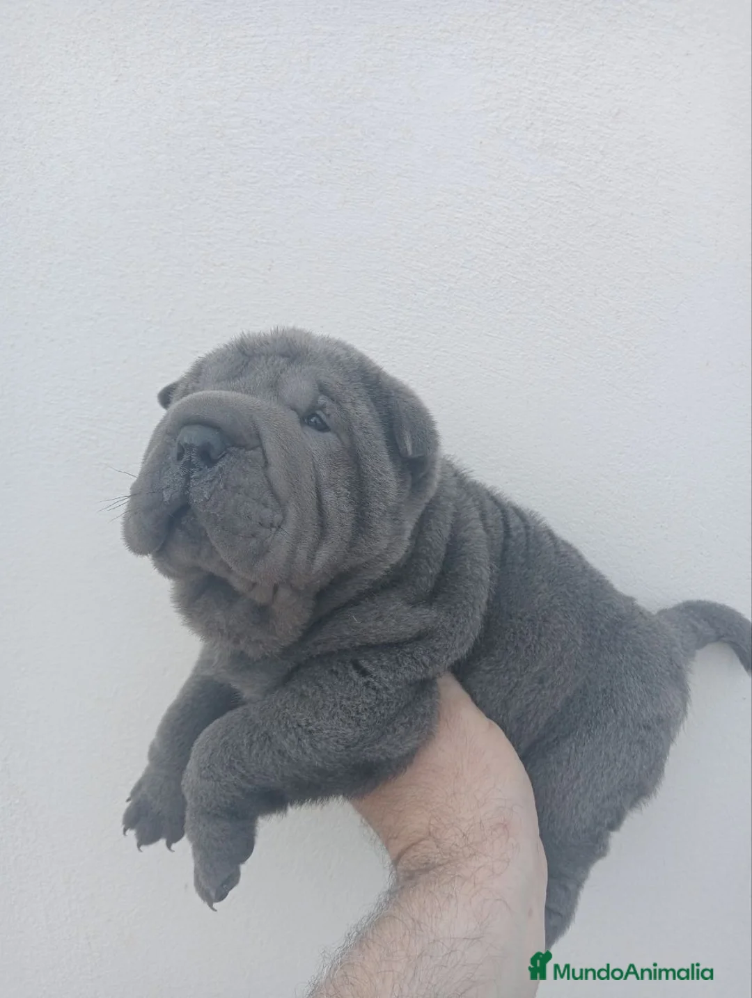 Shar Pei perros en venta: ‼️‼️Preciosa camada de minipeis  - Anuncio 2