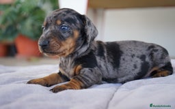Teckel Miniatura perros en venta: 🐾 Florentina y Delfina – Teckel miniatura 🐾 - Imagen 11