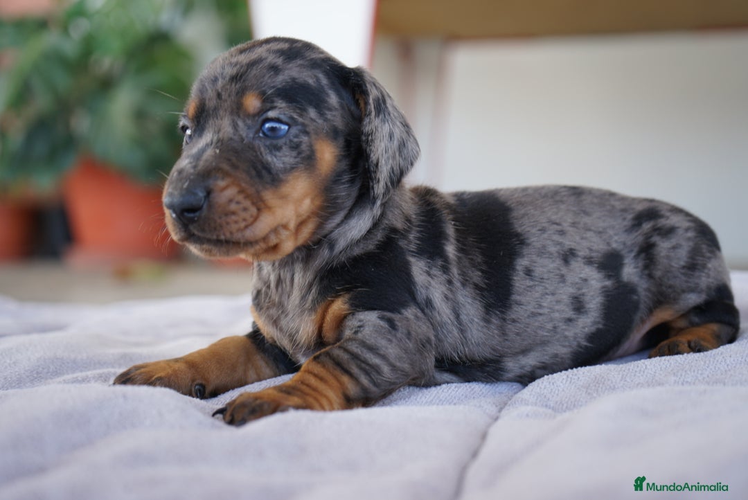 Teckel Miniatura perros en venta: 🐾 Florentina y Delfina – Teckel miniatura 🐾 - Imagen 11