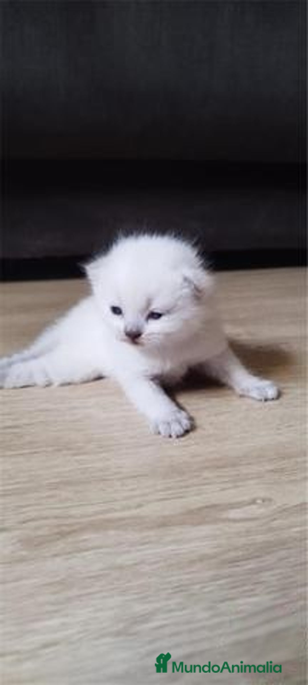 Scottish Fold gatos en venta: Scottish fold sealt point en Madrid - Imagen 1