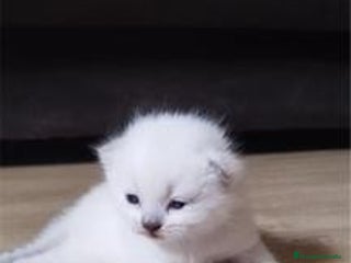 Scottish Fold gatos en Madrid - Anuncio 19