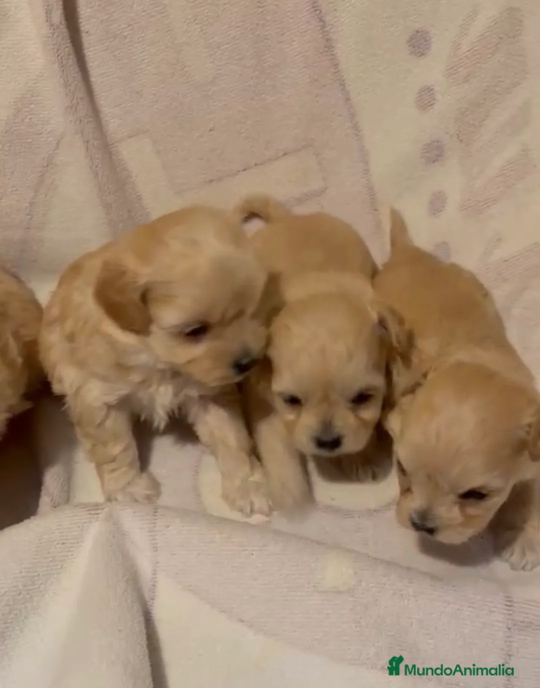 Maltipoo perros en venta: Maltipoo toys  - Anuncio 1
