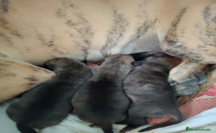 Dogo Alemán perros - Anuncio 1