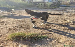 Border Collie perros en venta: Últimos border collie disponibles - Imagen 14