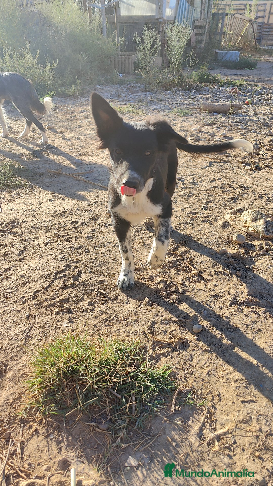 Border Collie perros en venta: Últimos border collie disponibles - Imagen 14